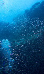 Fototapeta na wymiar School of small fish circling above scuba diver