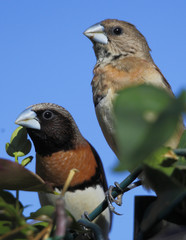 Lonchura castaneothorax / Munie à poitrine brune