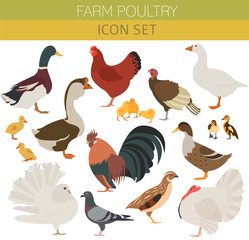 Poultry farming. Chicken, duck, goose, turkey, pigeon, quail ico