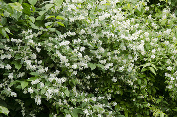 Philadelphus coronarius / Seringat
