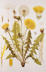 Illustration botanique / Taraxacum officinale / Pissenlit