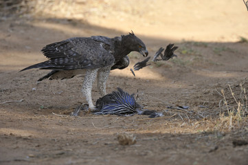 Polemaetus bellicosus / Aigle martial