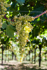 Branch of green grapes on a vineyard sunny summer day.