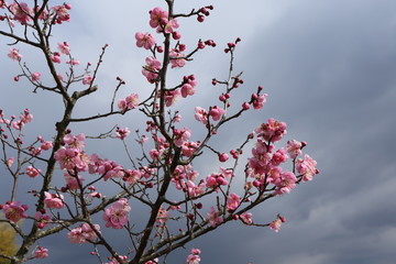 馬見丘陵公園の梅林