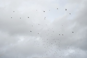 Flock of birds flying high, against a pale sky with a few clouds