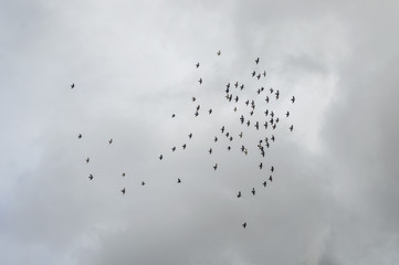 Flock of birds flying high, against a pale sky with a few clouds