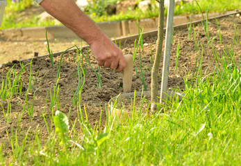 Fototapeta premium Farmer hands planting vegetables