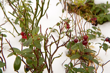 Bushes frozen red cranberries on the snow.