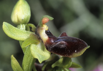 Ophrys herae