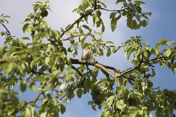 Sparrow in the branches of the apple trees