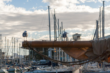 Seagulls sitting on the mast of a sailboat in the port.