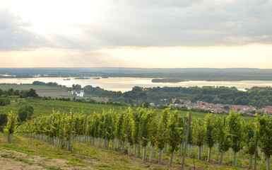 Naklejka premium Golden vines at sunset