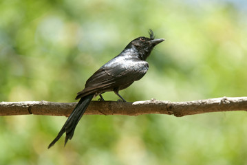Dicrurus forficatus / Drongo malgache
