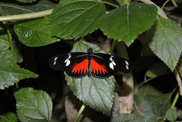 Heliconius melpomene / Héliconie