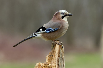 Garrulus glandarius / Geai des chênes
