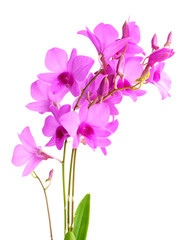 Obraz premium beautiful pink orchid flower bud isolated on white background