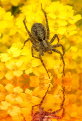 Macro of spider drinking water on yellow flowers