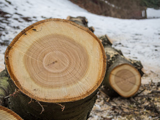 Baumstamm Baumrodung