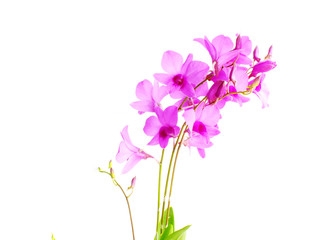 beautiful pink orchid flower bud isolated on white background
