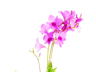 Obraz premium beautiful pink orchid flower bud isolated on white background