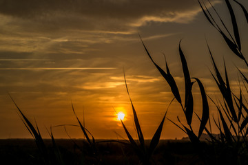 Schilfgras im Sonnenuntergang