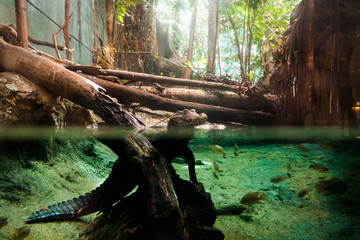 Alligator, half buried in the water among the trees
