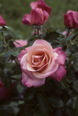 Fototapeta na wymiar Rosa x / Rose 'Silver Jubilee'