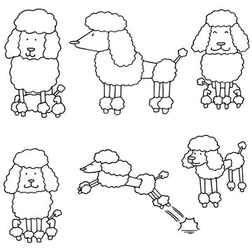 vector set of poodle