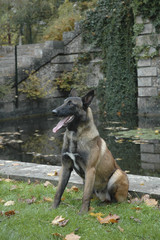 Chien / Race Malinois