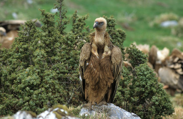 Gyps fulvus / Vautour fauve