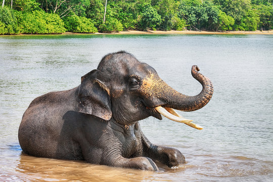 Fototapeta Elephant washing