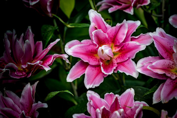 Pink lily flowers