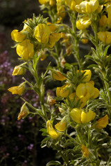 Ononis natrix / Bugrane jaune