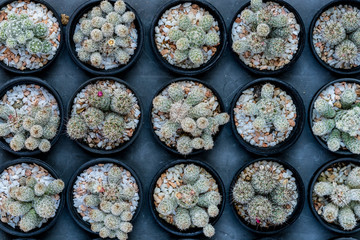 Green cactus plant