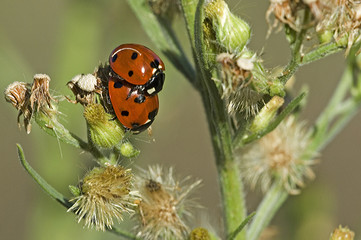 Coccinella septempunctata / Coccinelle à sept points
