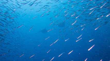 Two giant manta ray swimming past school of fish
