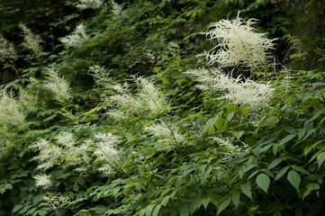 Aruncus dioicus / Aronce dioïque