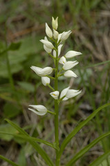 Cephalanthera longifolia / Céphalanthère à longues feuilles