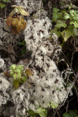 Clematis vitalba / Clématite vigne blanche