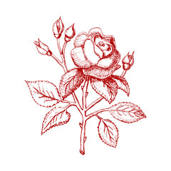Vintage hand drawn rose. Vector illustration.