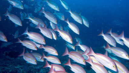 Reflective scales on school of fish swimming