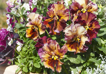 パンジーの花　フリル咲き