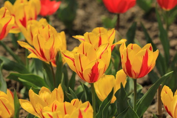 Fototapeta premium Botanical Garden 