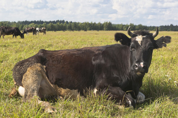 Tired cow lying on green grass