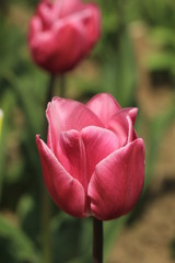 Naklejka premium Botanical Garden 