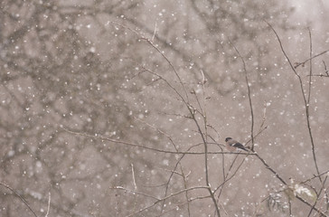 Pyrrhula pyrrhula / Bouvreuil