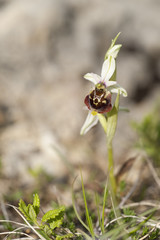 Ophrys pseudoscolopax