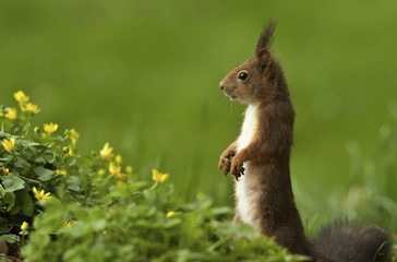 Sciurus vulgaris / Ecureuil roux