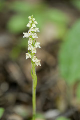 Goodyera repens / Goodyère rampante