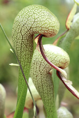 Darlingtonia californica / Plante cobra - 136661489